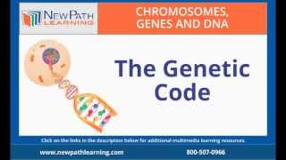 Chromosomes Genes and DNA The Genetic Code [upl. by Vona677]