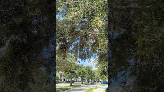 Red Shouldered Hawk Opens Beak amp Cries Over amp Over then Flies Out of Tree on Oviedo Boulevard [upl. by Leiand]