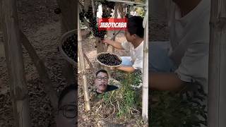 Jaboticaba buah dari Brasil manfaat antioksidan antimikroba antiinflamasi antidiabetik [upl. by Bred407]