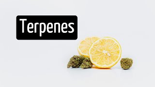 What Do Terpenes Do Stop and Smell the Terpenes  Discover Marijuana [upl. by Rehpotsyrk690]