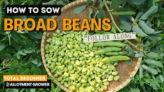 How to Sow Broad Beans  FOLLOW ALONG  Sowing broad beans [upl. by Ahsot]