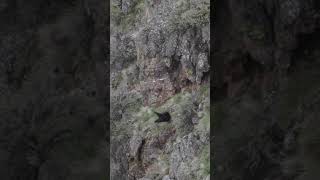 BEAR FALLS OFF A CLIFF shorts hunting bear [upl. by Arlen]