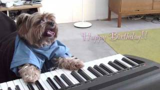 play that birthday keyboard dog [upl. by Dalt]