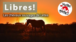 10 ans de protection des chevaux sauvages🐎 à Letea🌾  QUATRE PATTES [upl. by Briggs]