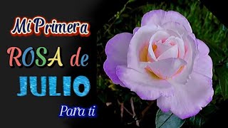 La primera Rosa de Julio 2024 para ti🌹Buenos días y Feliz mes de Julio con imágenes y frases bonitas [upl. by Uhsoj]