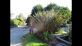 King size Phormium tenax in Tofino [upl. by Fortunia401]