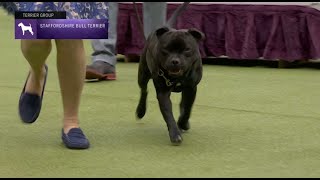 Staffordshire Bull Terriers  Breed Judging 2023 [upl. by Tutto]