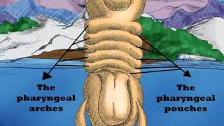 Embryology and thyroid gland [upl. by Adiaros986]