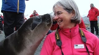 South Georgia Seal Pup [upl. by Marielle836]