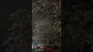 今年もきれいだった、鴨川デルタ付近の夜桜。shorts sakura kyoto [upl. by Lundgren]