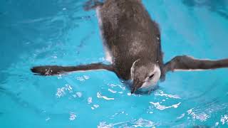 Magellanic Penguin Chicks First Swim [upl. by Gurtner]