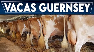 🔴 Las Mejores Vacas Lecheras De La Raza GUERNSEY ✅ Vacas GUERNSEY  Crea Tu Negocio Ganadero [upl. by Artined]