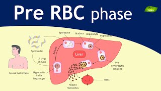 Plasmodium  Malaria Exoerythrocytic schizogony  Parasitology  Basic Science Series [upl. by Grosvenor]