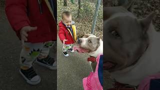 Friendly pitbull 😁 pitbull doglover dog shorts hiking outdoors family nature reels pets [upl. by Targett]