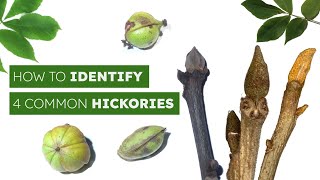 How To Identify 4 Common Hickories [upl. by Aiyram]