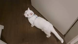 White cat Pushkin getting more used to his harness even does a jump [upl. by Haeel]