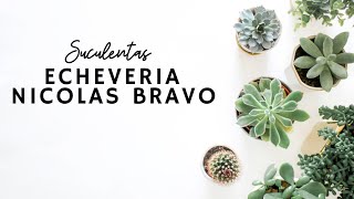 ECHEVERIA NICOLAS BRAVO VOCÊ CONHECE [upl. by Sivet]