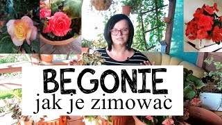 Begonie jak je zimować Jak przechować begonie Begonie uprawa Kwiaty doniczkowe w ogrodzie [upl. by Kyd165]