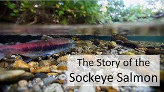 Sockeye Salmon in Twizel  The only selfsustaining population in the Southern Hemisphere [upl. by Itnahsa]