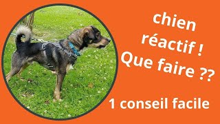 Chien réactif humains ou congénères que faire  1 conseil facile à mettre en place [upl. by Engedus]