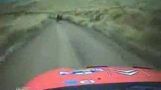 Rally Car hits a cow [upl. by Anatollo]