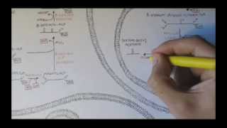 Human Metabolism Map VIII  Ketone Body Production [upl. by Enaud]