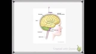 OCR A LEVEL BIOLOGY  UNIT 55 PART 2  MAMMALIAN NERVOUS SYSTEM [upl. by Svirad946]