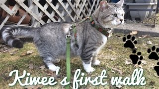 Cat harness training  Kiwee goes into the wild aka backyard [upl. by Dirgis]