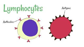 Cell Defence Lymphocytes and Phagocytes [upl. by Hannahs]