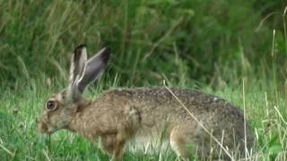 POLJSKI ZAJEC Lepus europaeus [upl. by Atirehgram]