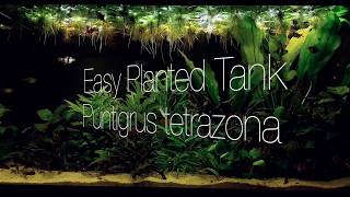 Easy Planted Tank for Puntigrus tetrazona [upl. by Donetta]