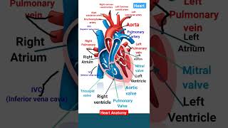 Heart Anatomy ♥️l Great Artery and vein of heart Heartvalve heartchamber shorts [upl. by Puritan215]