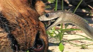 Black Mamba vs Dead Lion 02 Time Lapse Speed x2 [upl. by Bradshaw]