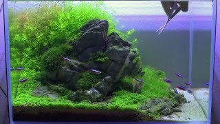 Nature Aquarium  Day 90  trimming step by step [upl. by Evonne]