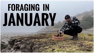 Foraging in January  UK Wildcrafts Foraging Calendar [upl. by Kiona946]