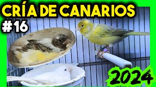 16 CRÍA CANARIOS 2024 💥 Ésto ocurre en el Aviario [upl. by Zilvia]