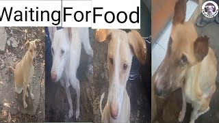 Dogs Wait for Food 🍲 Training dogs🐕‍🦺Smartdogroxy [upl. by Thornburg]