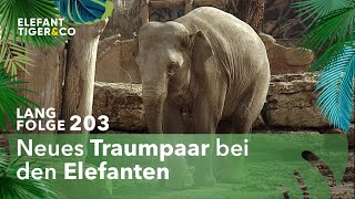 Die Liebesgeschichte zweier Elefanten Langfolge 203  Elefant Tiger amp Co  ARD [upl. by Lytsyrk14]