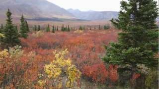 Wonderful Fall Colors in Denali National Park [upl. by Yaya]