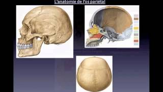 Bases anatomiques des prélèvements osseux en vue dimplantologie [upl. by Lateh755]