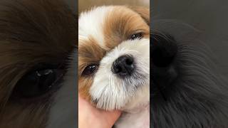 동글한 시츄는 심장에 해롭다 🥹💓 왕귀여움 주의 Shih Tzu [upl. by Ensign]