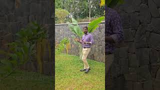 Garden work  വീടിൻ്റെ ജീവൻ landscapedesign shorts [upl. by Elsworth222]