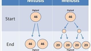 Mitosis vs Meiosis [upl. by Idid]