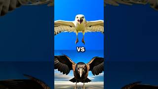 Crow vs Roben Bird vs  eagle falcon crow owl seagull Duck toucan bird Macow pigeon [upl. by Ellehcin913]