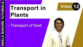 Transport in Plants  NEET  Transport of food  Neela Bakore Tutorials [upl. by Tomkins]