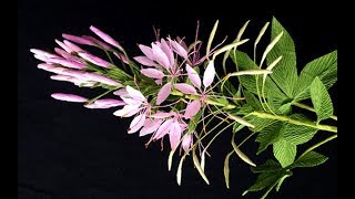 ABC TV  How To Make Cleome Hassleriana Flower From Crepe Paper  Craft Tutorial [upl. by Nickolai]