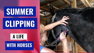 Why Clip A Horse in the Summer Three Pro Tips [upl. by Redlac]