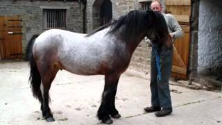 Dales Pony Horse  Picture Ideas Of Horses [upl. by Iblehs]