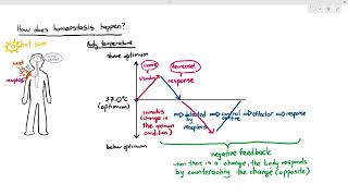 141 Introduction to Homeostasis Cambridge AS A Level Biology 9700 [upl. by Uzziel]