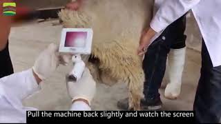 SHEEP artificial insemination AI gun visual endoscope sperm gun veterinarians accurate conception [upl. by Talbot723]